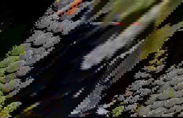 Visita a Eme Bodegas - Foto 4