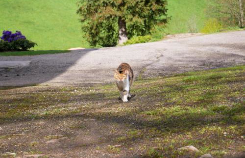 Bühlbauernhof - Foto 6