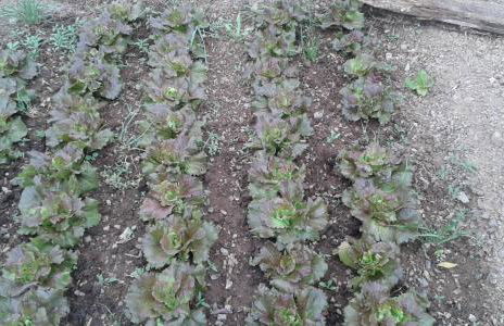 Agriturismo Al Poggetto - Foto 112