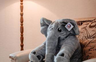 Olifant in Osterode - Foto 1