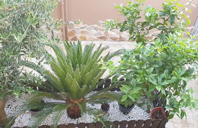 Masangy's Studio - Foto 75