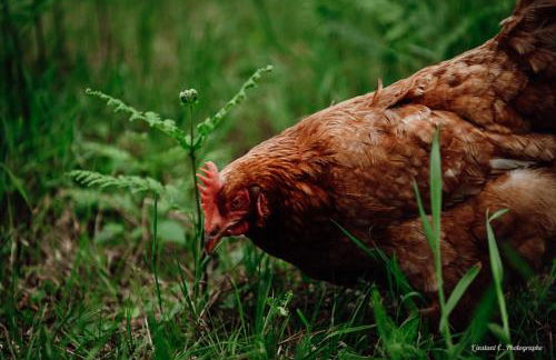 La Maison de Marie - Foto 66