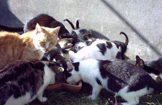 at Bunge Heath Farm - Foto 7