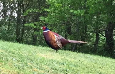 Spacious bungalow with estuary views near Llansteffan - Photo 31