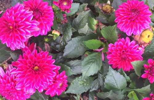 Krug-Apartments - Foto 16