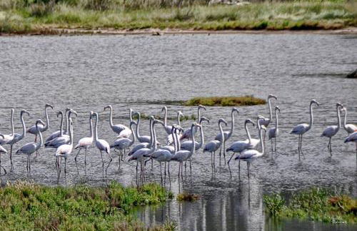 Villa Flamingo - 4 bedrooms - Private Pool - Next to renowned Issos Beach & Lake Korission - Photo 31