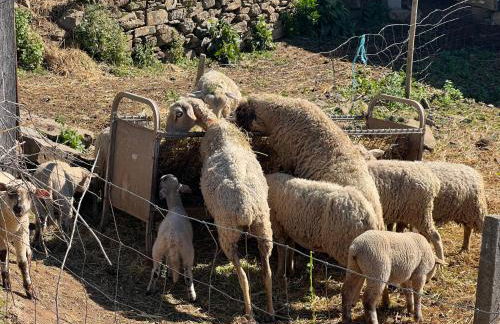 Manor Meeder - Foto 41