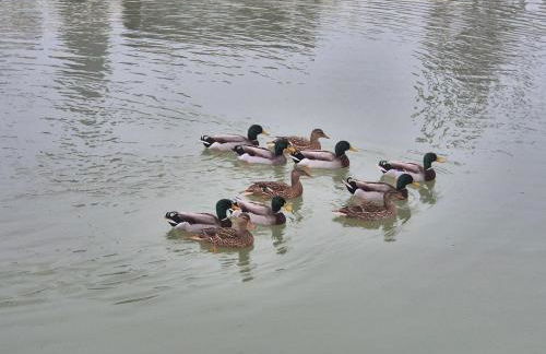 Villa Avec Piscine Spa Et Sauna - Foto 14