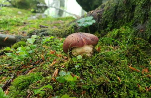 38-Volpini House In Amiata - Val d'Orcia, Saturnia, Feste&Sagre - Foto 72