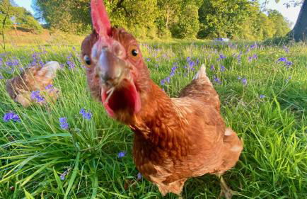 MotoCamp Wales - Lodges - Foto 20