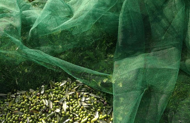 Podere delle Fanciulle - Foto 42