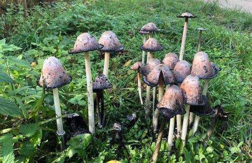 Agroturystyka Lisa Młyn - Foto 31