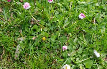 Apartament Wiejska Sielanka - Photo 11