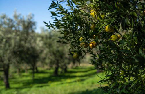 Agriturismo Costantino - Foto 14