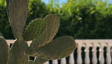 Villa dei Gelsi - Foto 5, Garden, Garden view