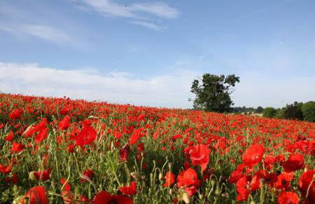 Providence Cottage a Sussex boutique retreat for two - Foto 52