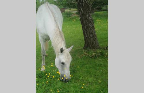 Crown Cabin Wiltshire near Longleat and Bath - Foto 16