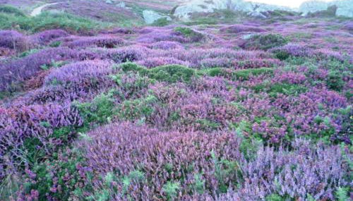 P'ty gîte de Bréharadec - Foto 5