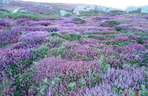 P'ty gîte de Bréharadec - Foto 5