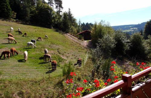 Alpaca-Village - Foto 24