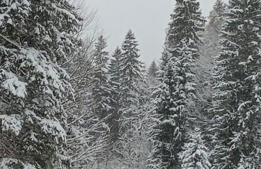 Ferienwohnung Grünes Leben - Foto 13