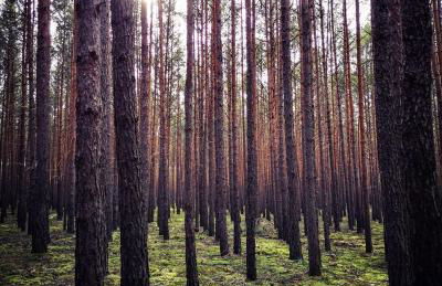 Tiny House am Waldrand - Foto 23