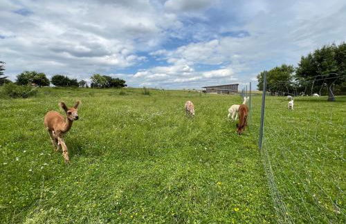 Bauernhof Glamping mit Alpakas und Ziegen - Foto 18