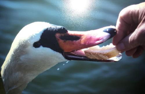 Kastoria apartment - Foto 41