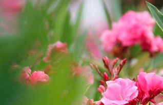 Atlas Apartments Ibiza - Foto 57