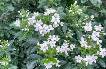 Quinta do Rio Douro - Turismo Rural - Foto 41