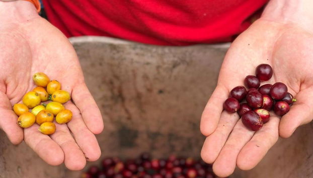 Besuch einer Kaffeefarm in Salento mit Mittagessen – Halbtages-Wanderung - Foto 5