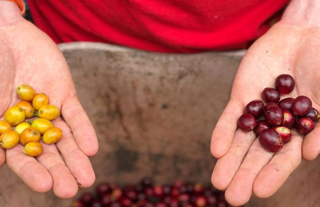 Besuch einer Kaffeefarm in Salento mit Mittagessen – Halbtages-Wanderung - Foto 5