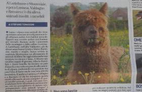 Casa da 2 a 7 posti nelle Piccole Dolomiti - Foto 16