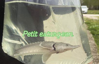 Cabane atypique sur une Île - Foto 42