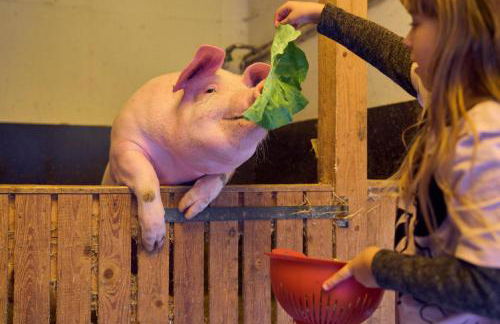 Bauernhof Süßhof - Foto 45