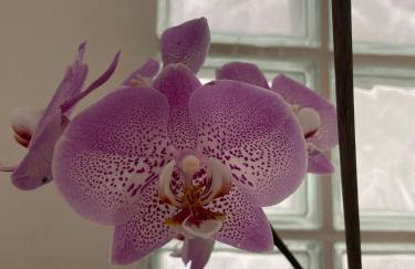 Casa confortável com um quarto - Foto 24