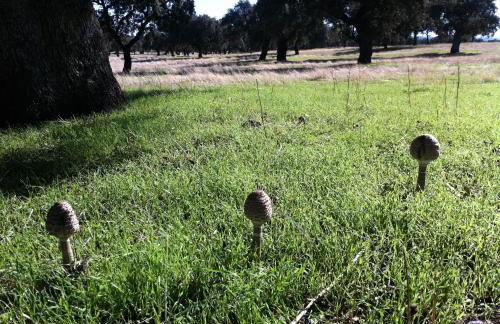 Cortijo Charcollana - Foto 50