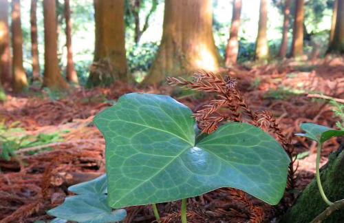 Cabanas da Viscondessa - Foto 22