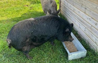 King Richard's Luxury Lodge - Sleeps up to 8, Dog Friendly, Near Sherwood Forest at Fairview Farm in Nottingham set in 88 acres and great for Groups, Family Gatherings & Corporate events - Foto 53