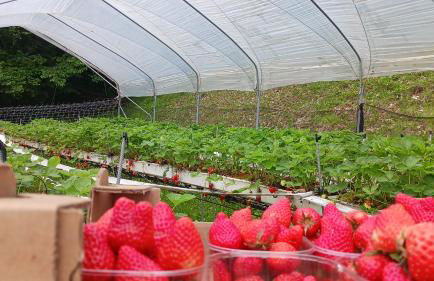 Agriturismo Saettà - Foto 5