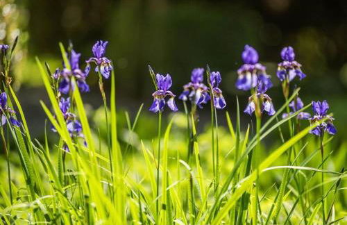 Holiday Apartment Kutscherstube - Foto 33