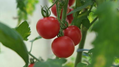 Hanauerhof - Foto 4, Garden