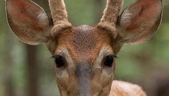 Secluded Cabin - Games, Fire Pit, Hot Tub, Pet OK - Foto 5