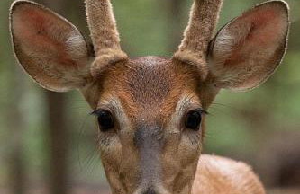 Secluded Cabin - Games, Fire Pit, Hot Tub, Pet OK - Foto 5