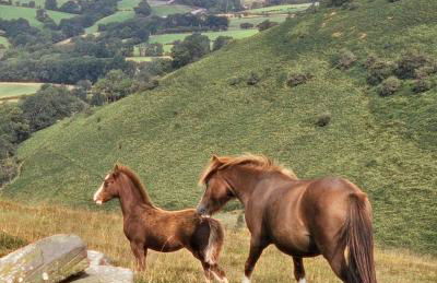The Hayloft at Cwmffrwd Farm - Photo 32