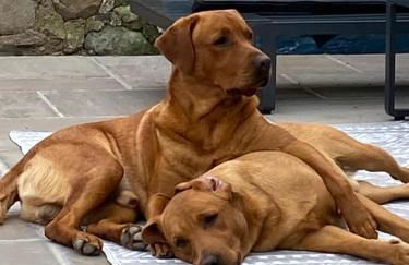 The Lodge@Tyddyn Ucha - Photo 21