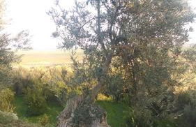 Il Giardino del sole - Foto 118