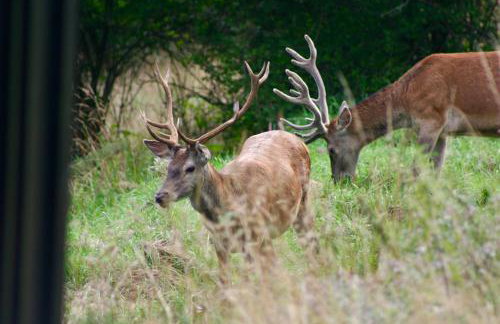 Brown Deer - z Sauną na Tarasie, Jacuzzi i Widokiem na Góry - by Deer Hills Luxury Apartments - Foto 68