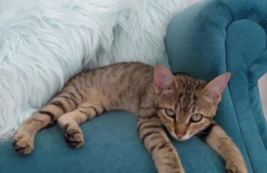 Floripa espaço independente com próx Centro e UFSC - Photo 9