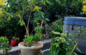 Location Bastia, U Fiumicellu. Vue Mer. Jacuzzi, Barbecue,... Pour 2 personnes - Foto 38